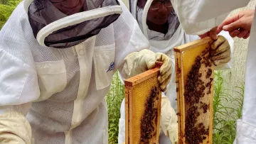 Des ruches à la Clinique de Châtillon 